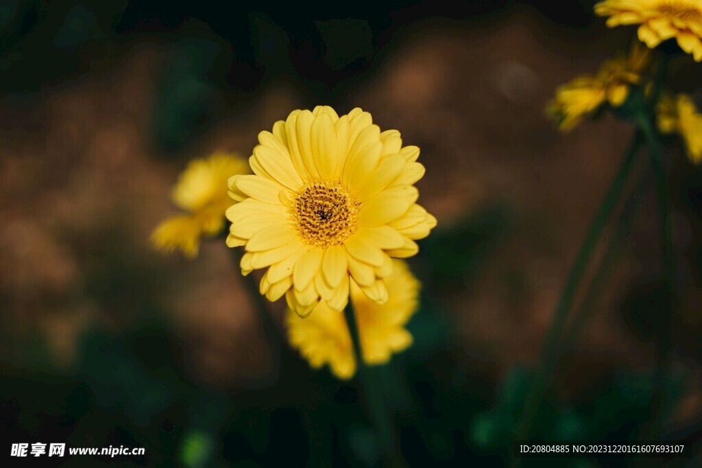 菊花