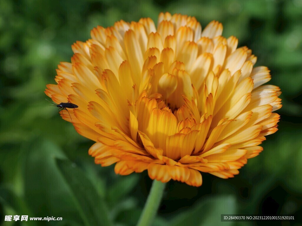 微距特写金盏菊