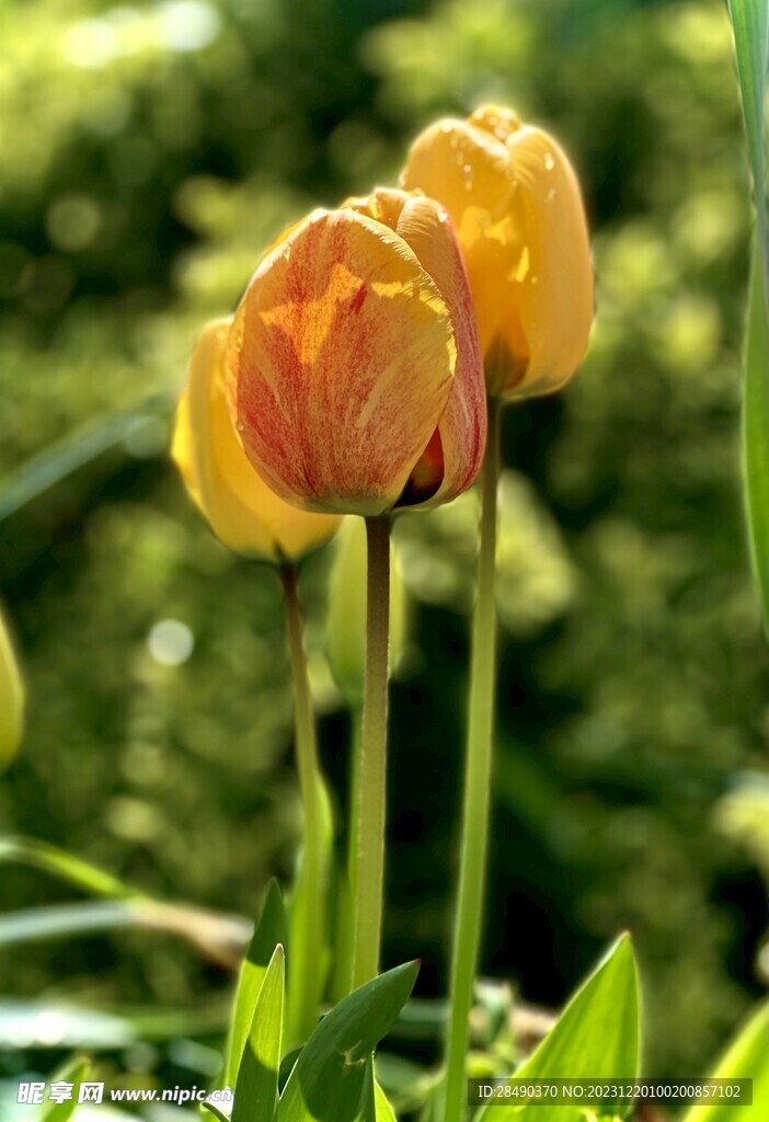黄色郁金香花枝摄影