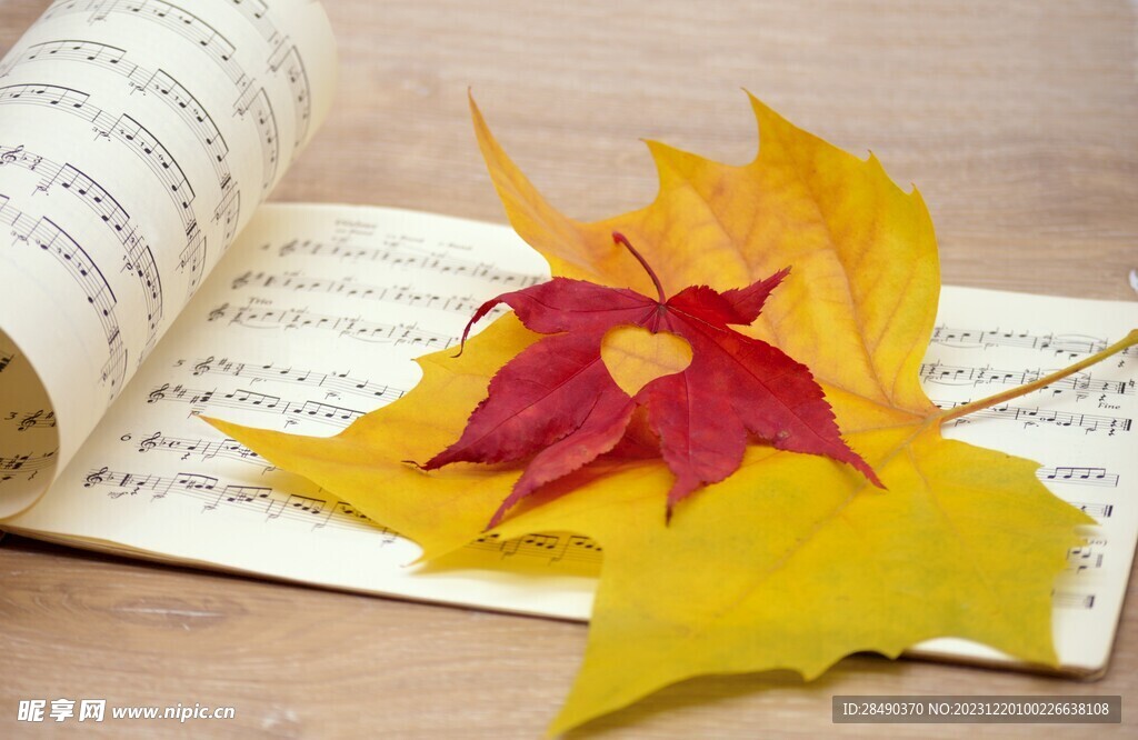 音乐乐谱和秋天落叶