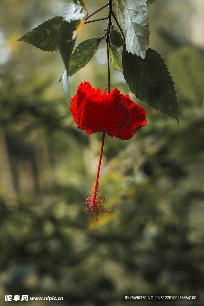 红色植物花朵