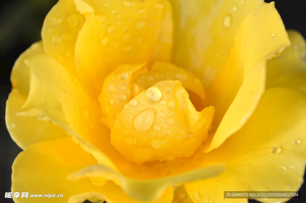 雨后黄色玫瑰花