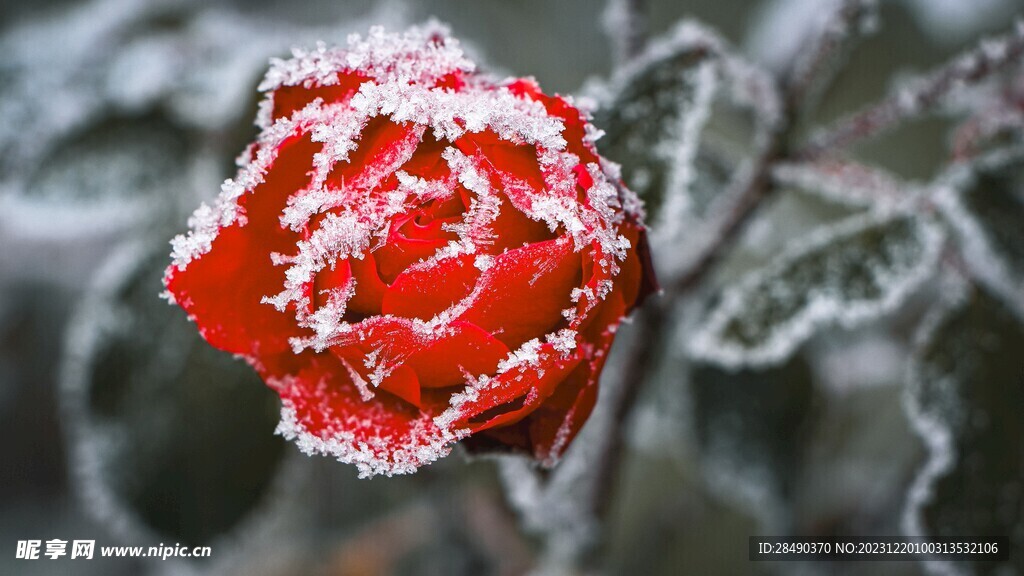 雪中玫瑰花