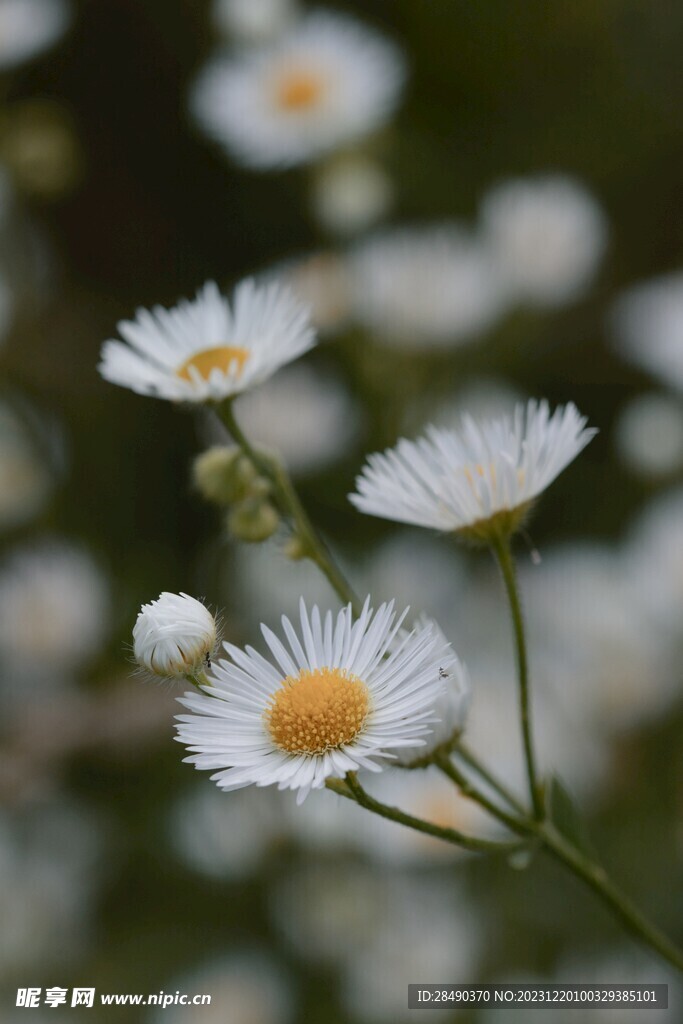 小雏菊花枝微距特写