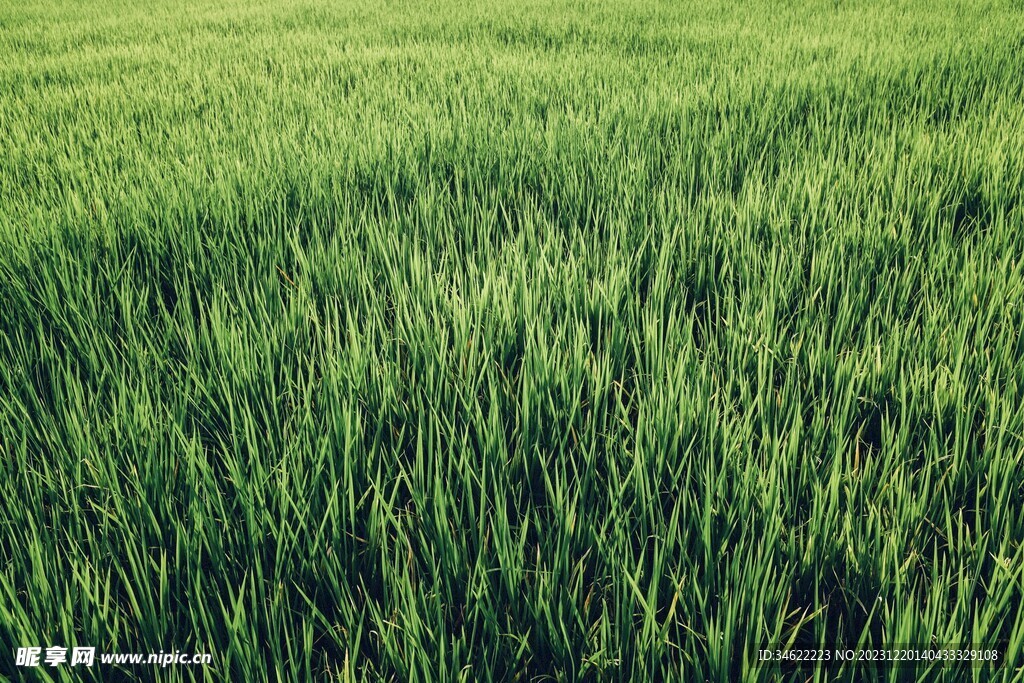 麦田 