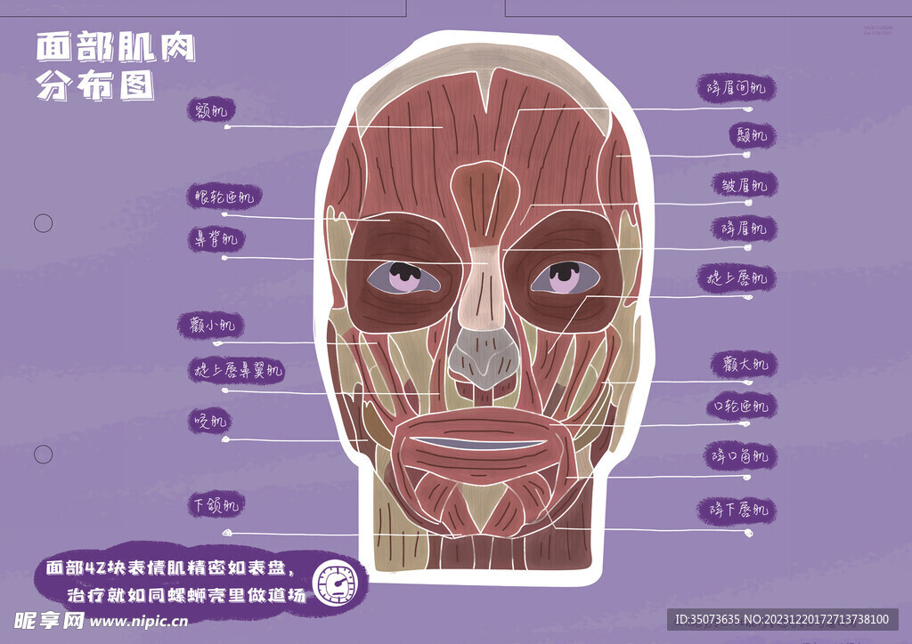 医美整形 面部肌肉分布图 科普