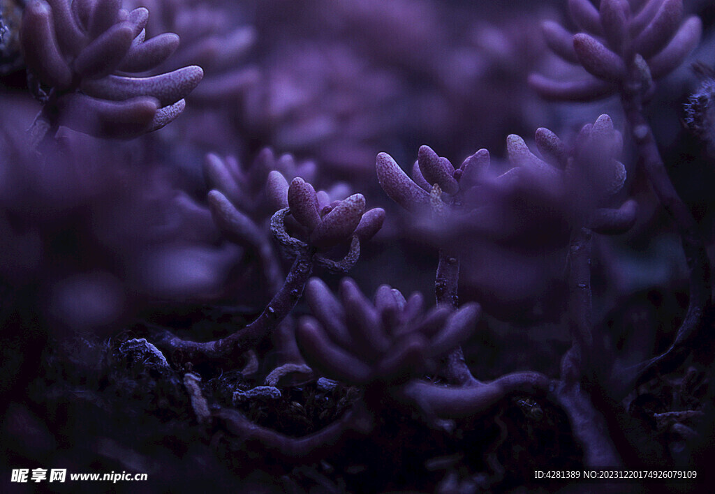 紫色植物