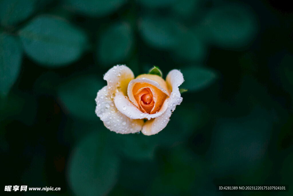 玫瑰花