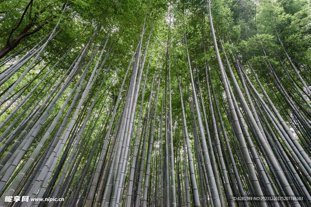 京都市竹林