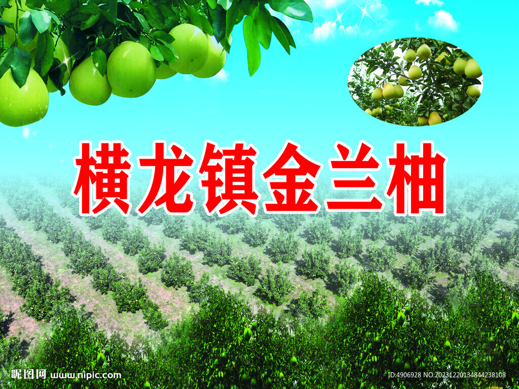 井冈蜜柚 金兰柚