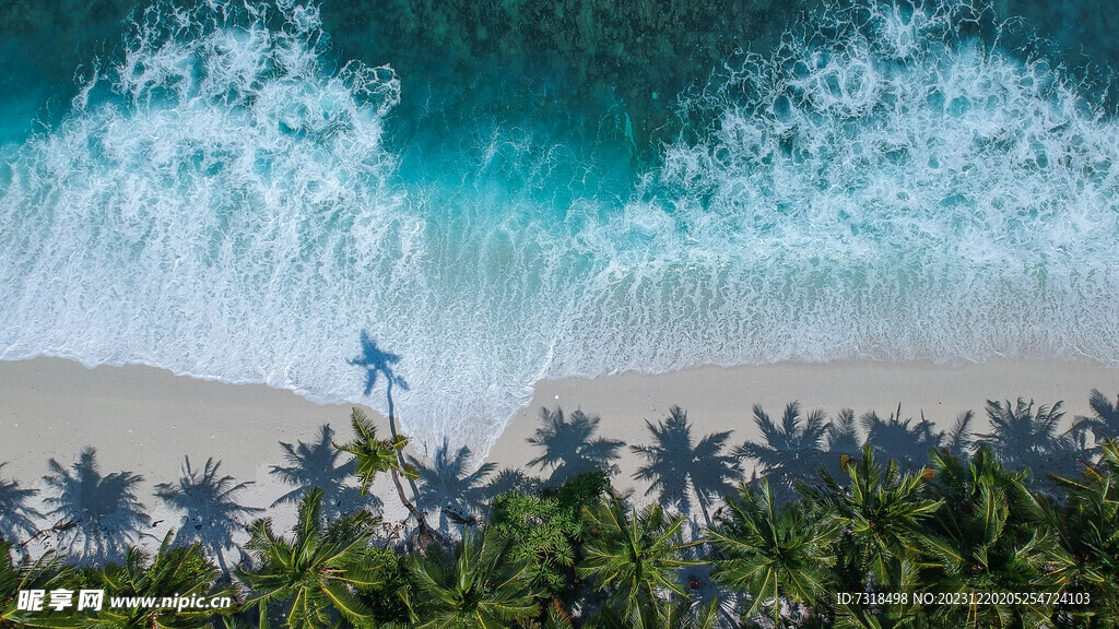 海滩椰树