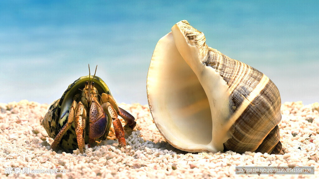 海滩贝壳
