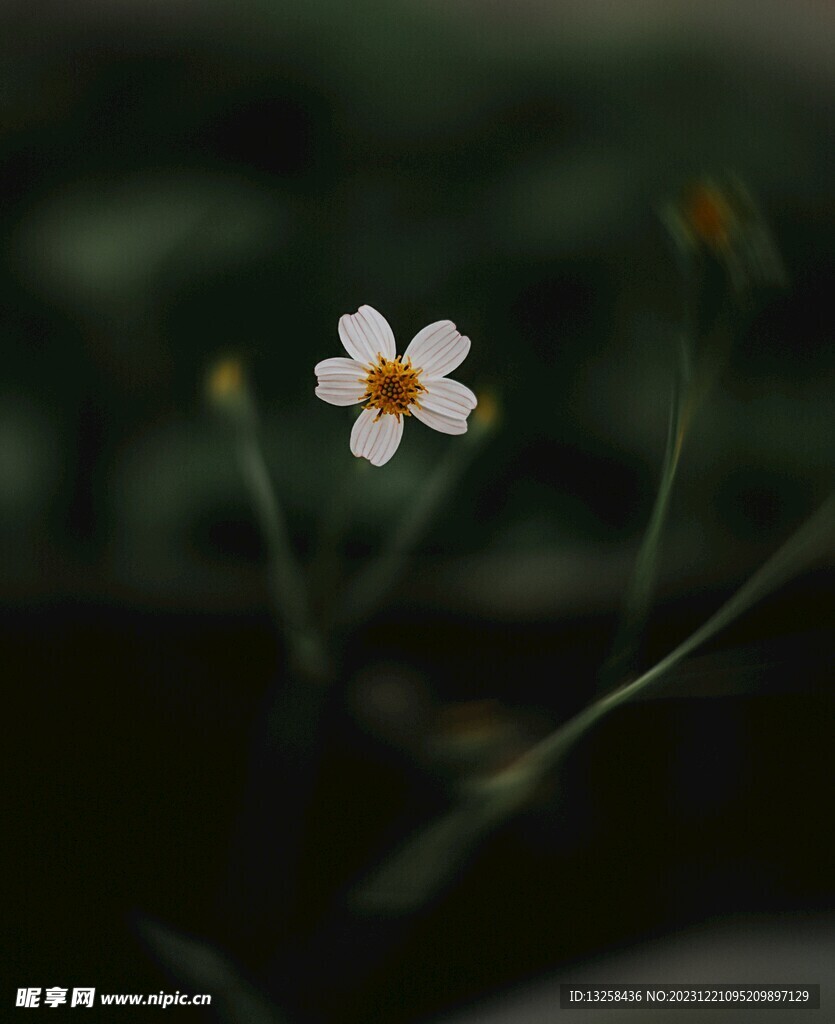 白色小花