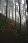 森林小路