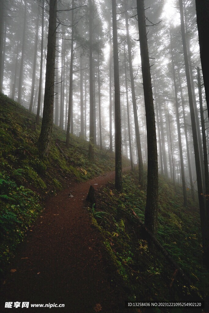 森林小路