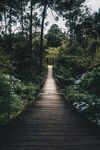 森林吊桥