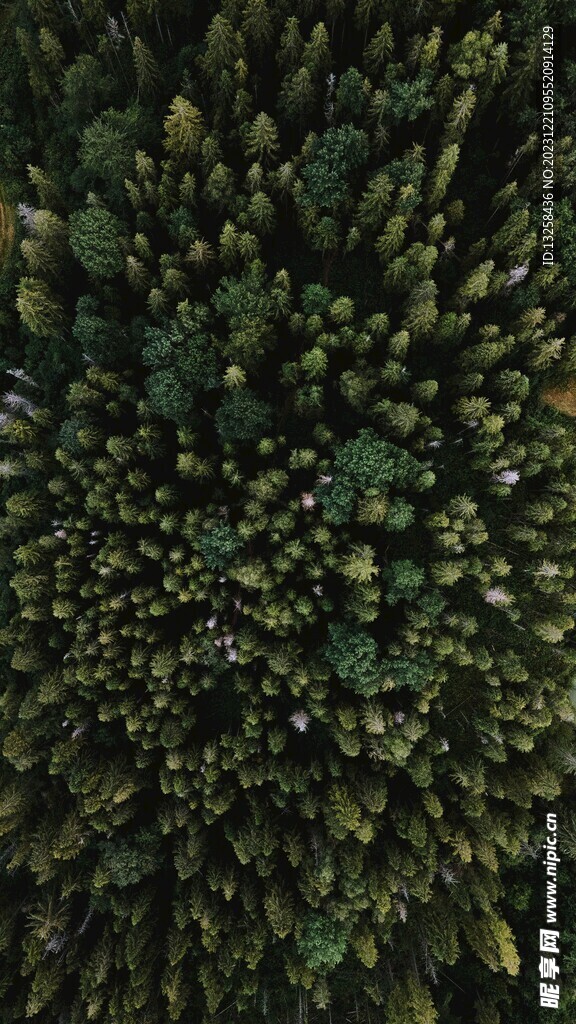 森林树木