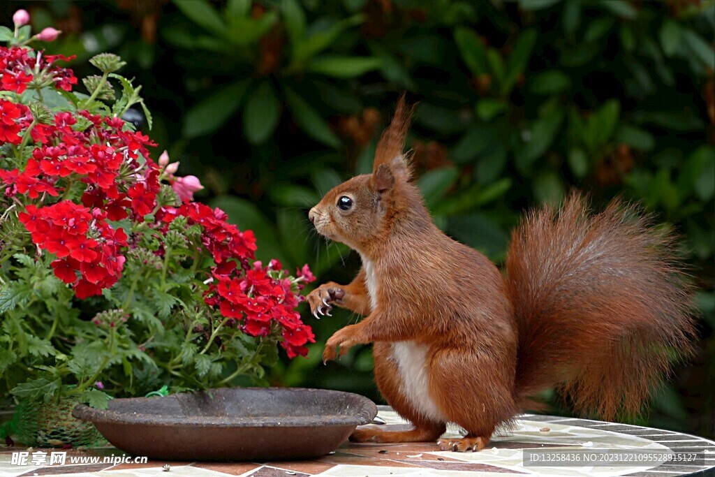 松鼠红花