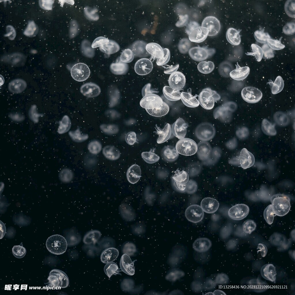 白色水母