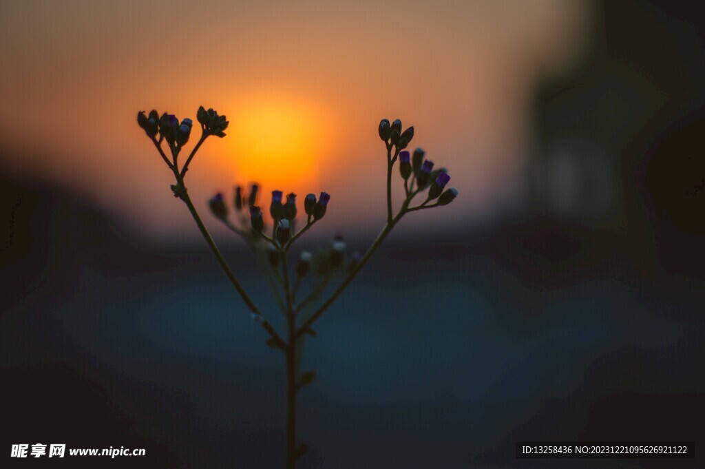 夕阳野花