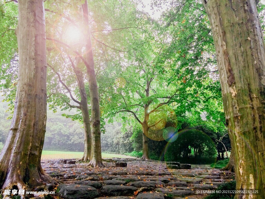 森林树木风景