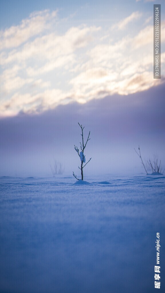 雪地