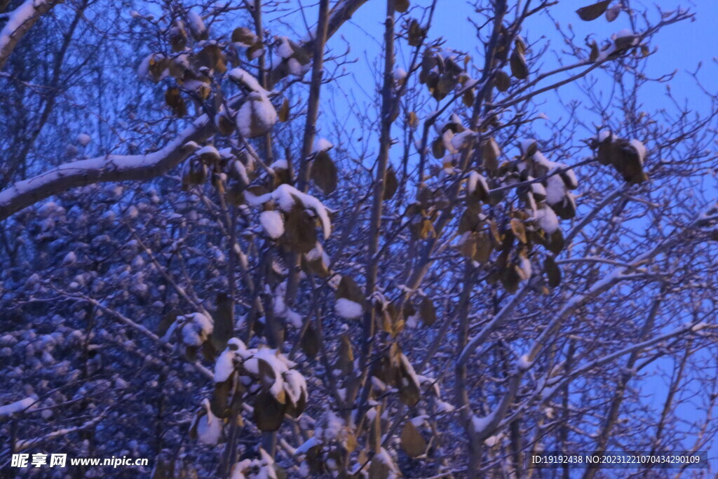 冬雪风景 