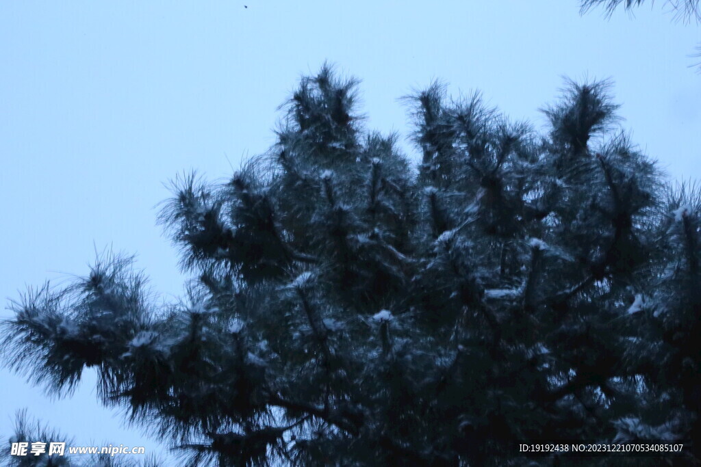 冬雪风景 