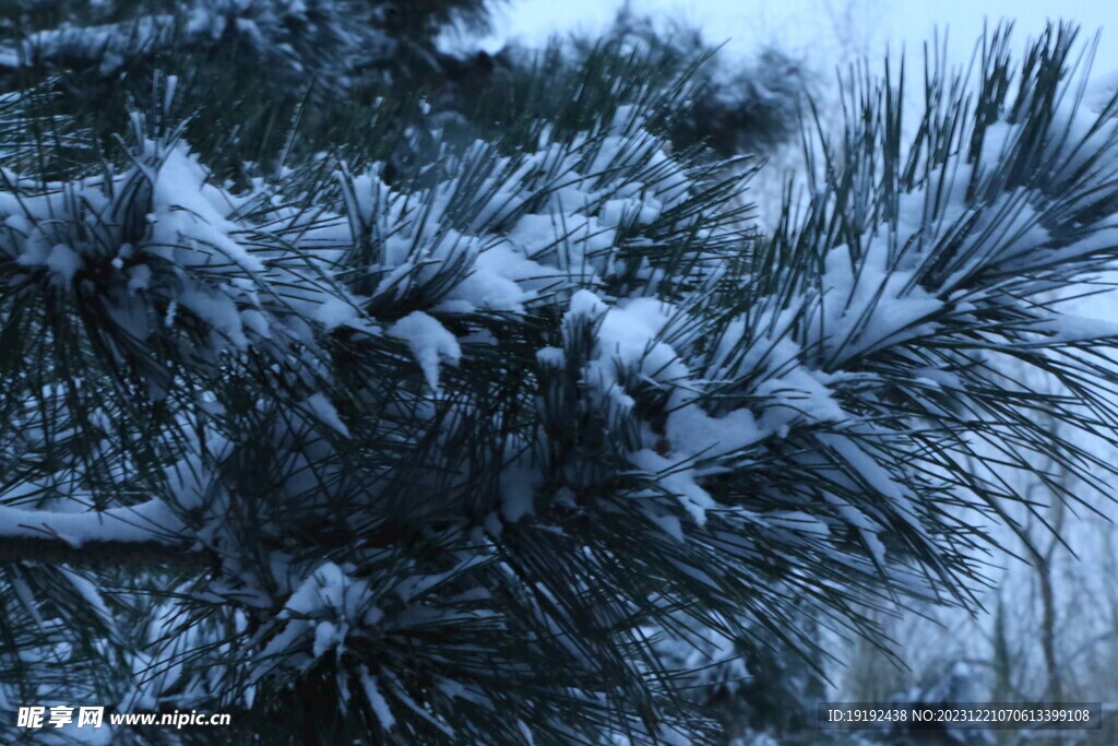 冬雪风景 