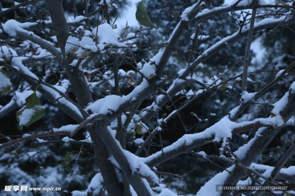 冬雪风景