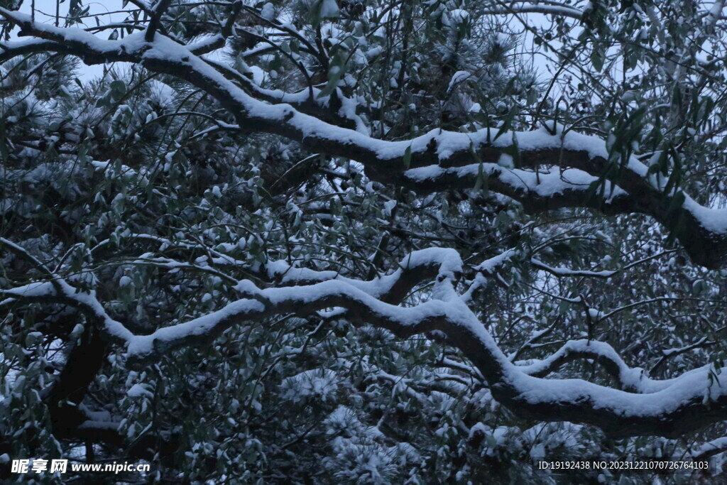 冬雪风景 