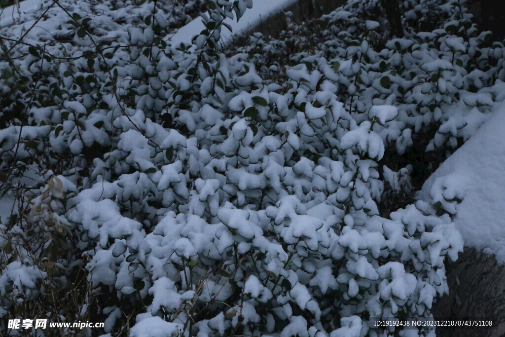 冬雪风景 