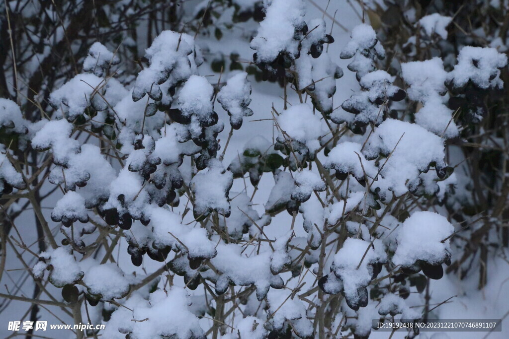 冬雪风景