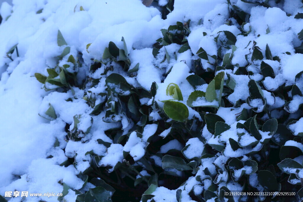 冬雪风景