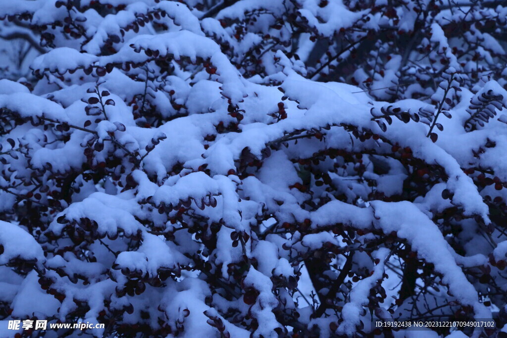 冬雪风景