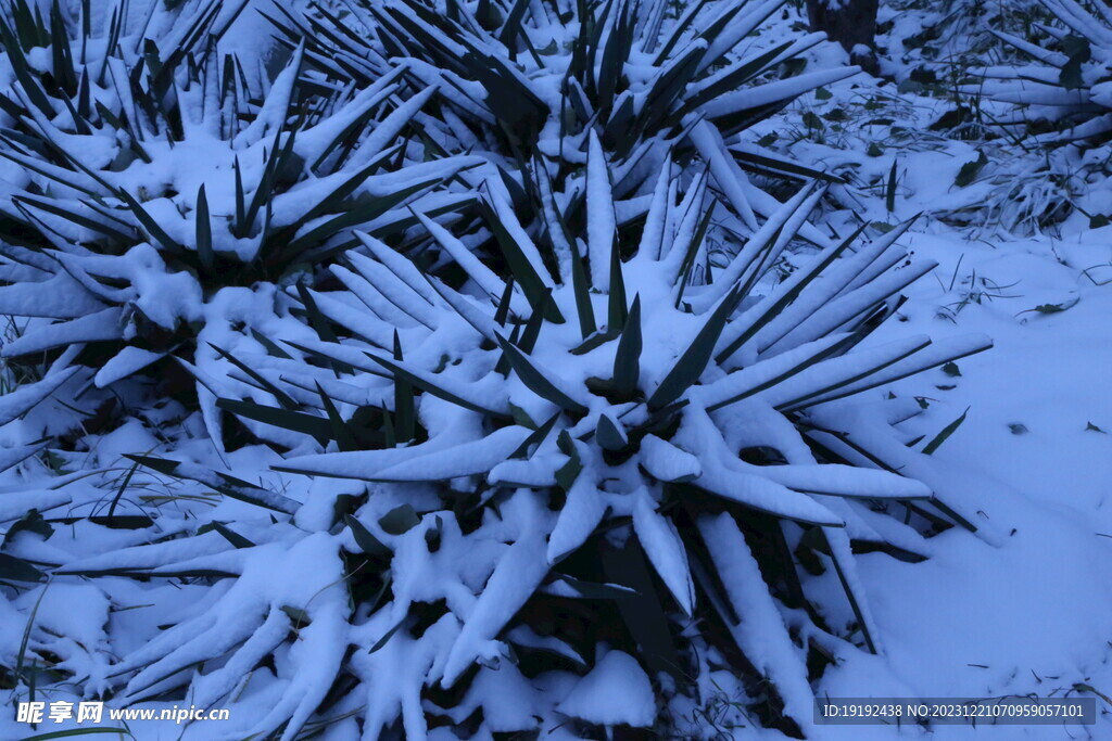 冬雪风景