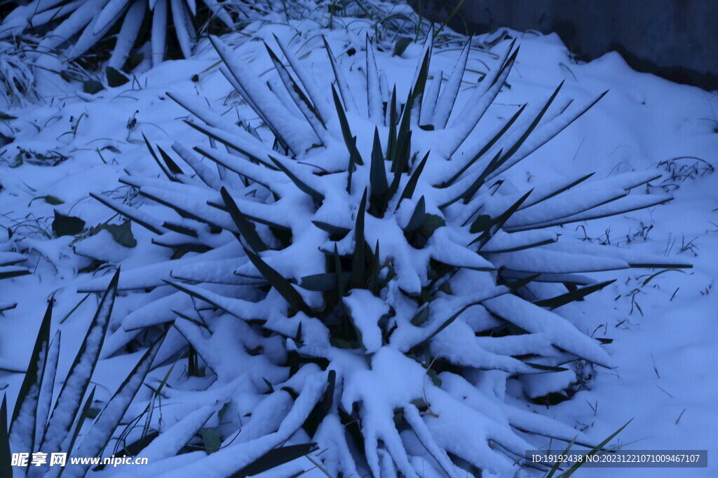 冬雪风景 