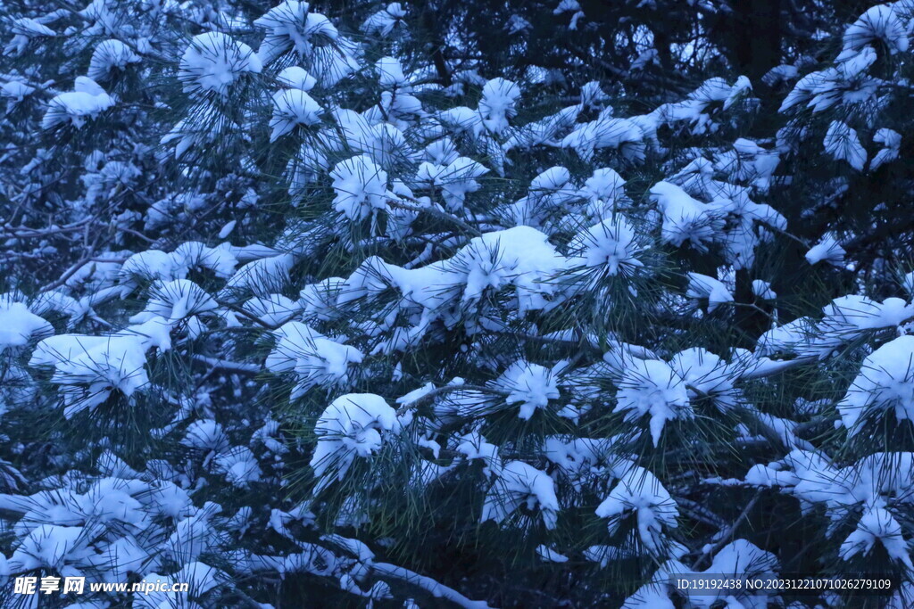 冬雪风景 