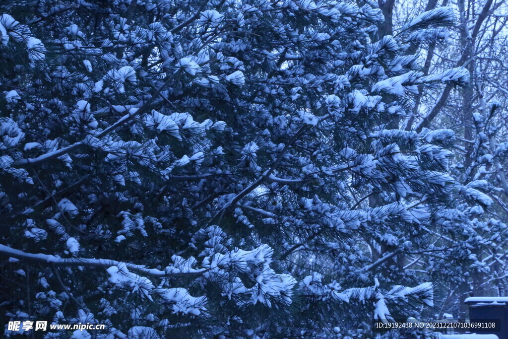 冬雪风景