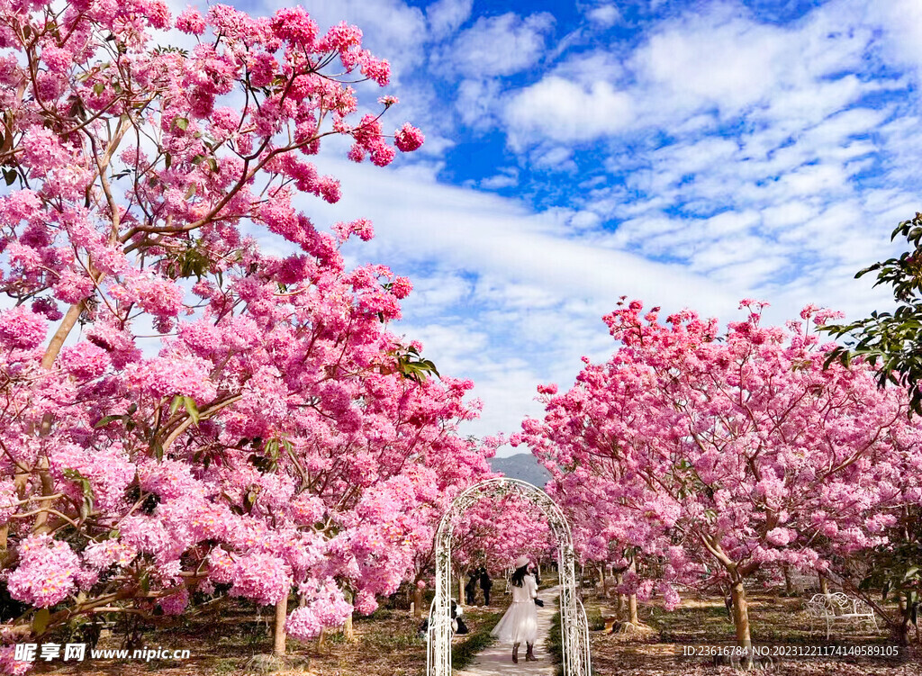 花海