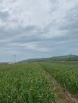 田地