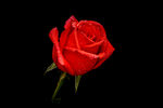 红玫瑰 玫瑰花 壁纸 桌面