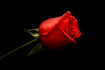 红玫瑰 玫瑰花 壁纸 桌面