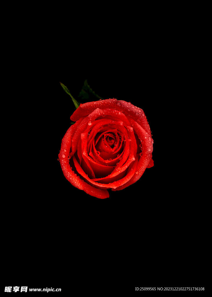 红玫瑰 玫瑰花 壁纸 锁屏