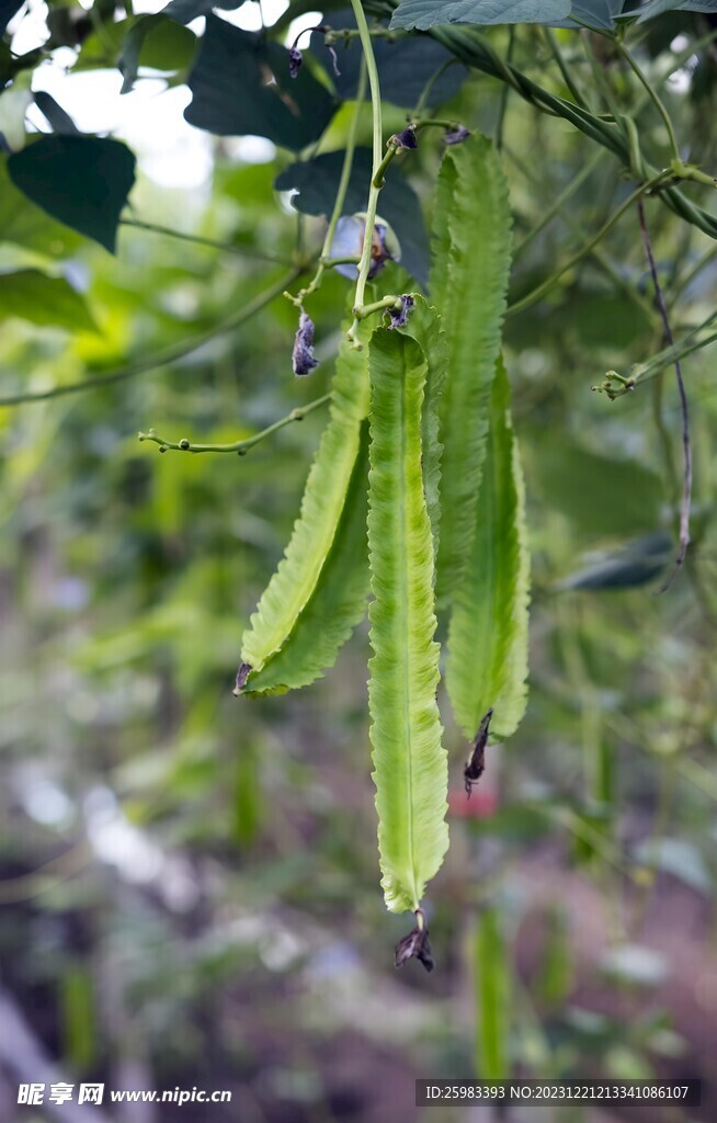 四角豆栽培