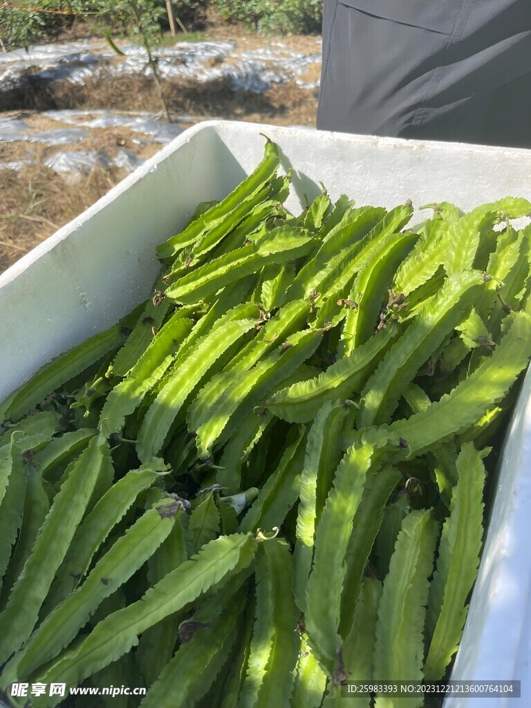 海南四角豆 