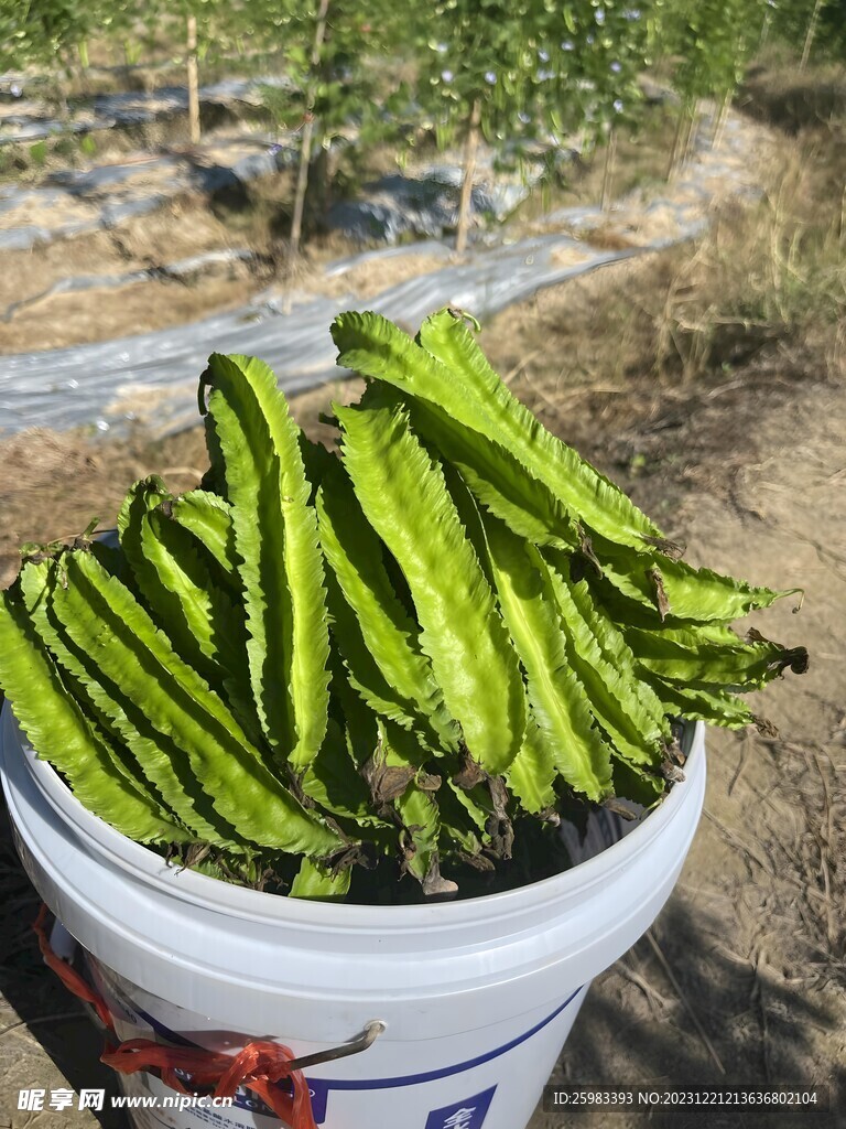 海南四角豆