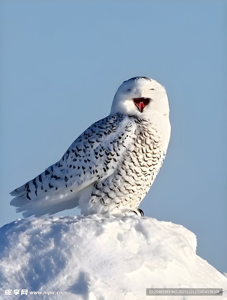 雪鸮