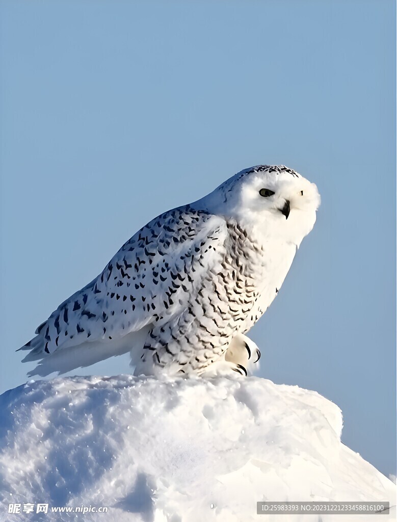 雪鸮