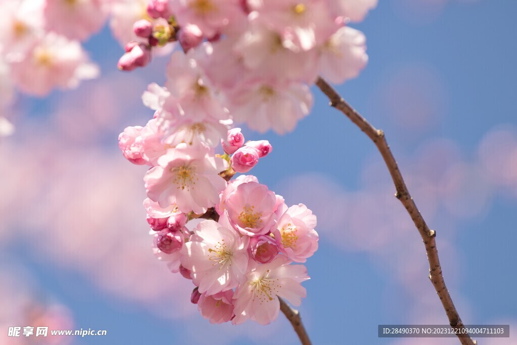 樱花